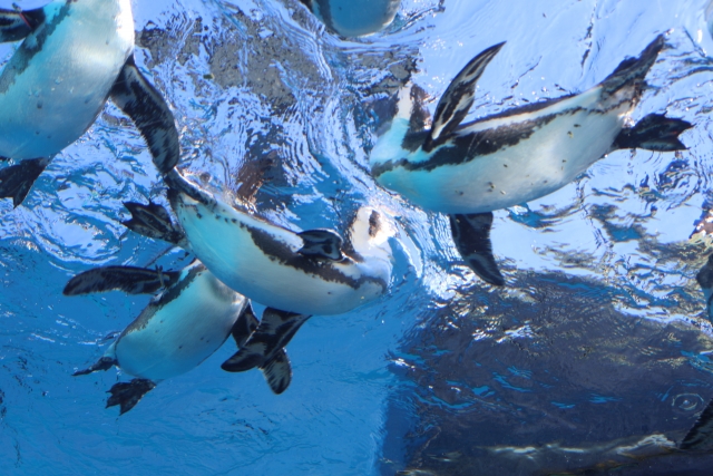 サンシャイン水族館のペンギン