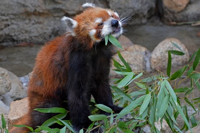 自然動物園のレッサーパンダ