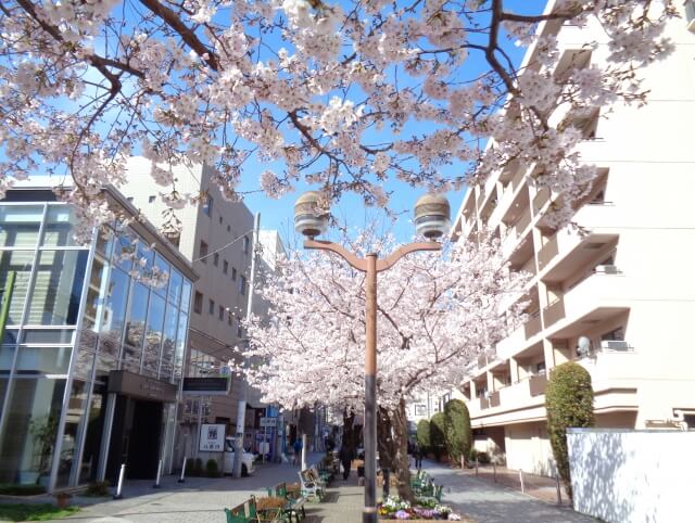 九品仏川緑道の桜