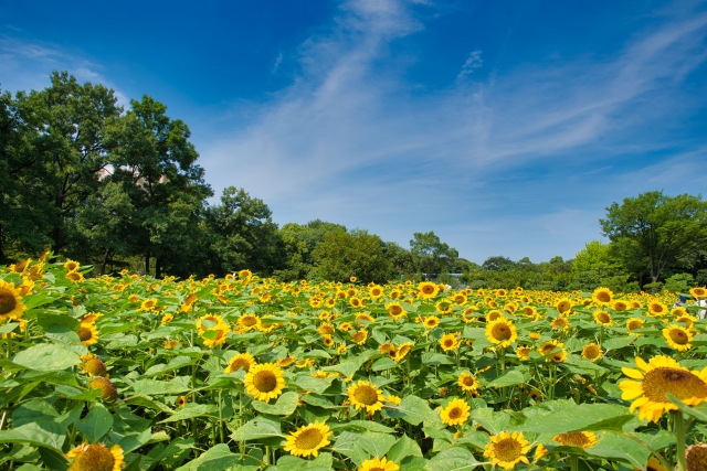 長居植物園のひまわり畑